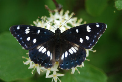 Blauwe IJsvogelvlinder - Southern White Admiral