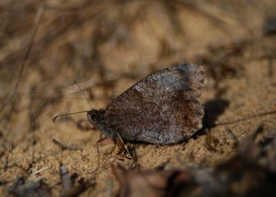 Kleine Heivlinder - Tree Grayling