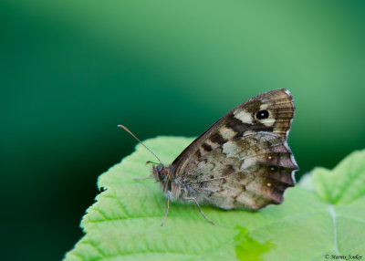 Bont Zandoogje - Speckled Wood