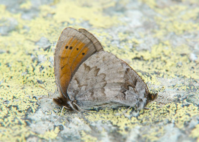 Gewone Dauwerebia - Dewy Ringlet