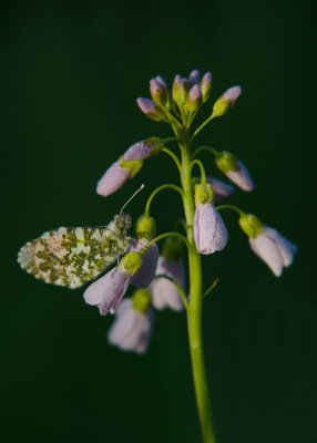 Oranjetipje - Orange Tip