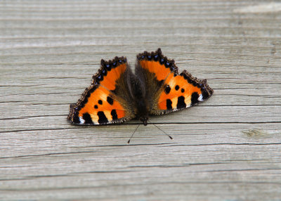 Kleine Vos - Small Tortoiseshell