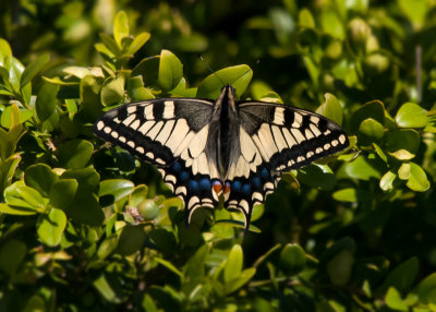 Koninginnenpage - Swallowtail 