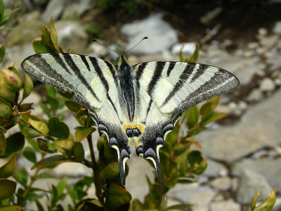 Koningspage  - Scarce Swallowtail