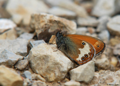 Tweekleurig Hooibeestje - Pearly Heath