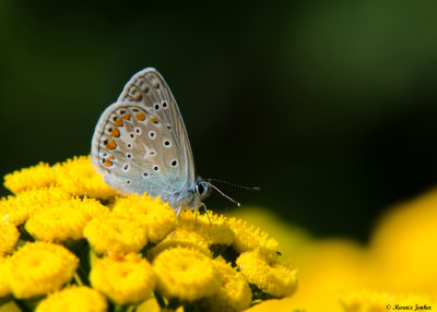 Icarusblauwtje - Common Blue