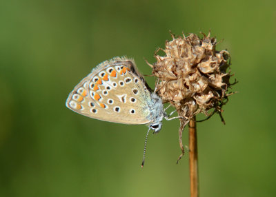 Icarusblauwtje - Common Blue