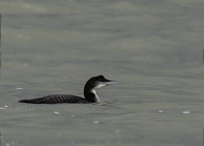 IJsduiker - Great Northern Diver