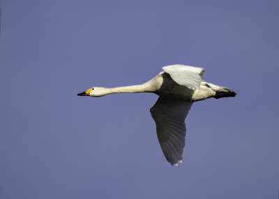 Kleine Zwaan - Bewick's Swan