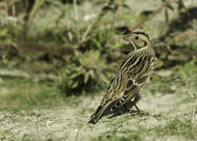 IJsgors -Lapland Longspur