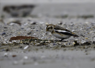 Sneeuwgors - Snow Bunting