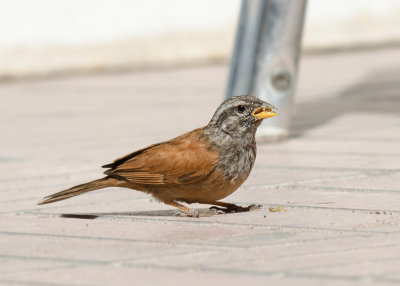 Huisgors - House Bunting