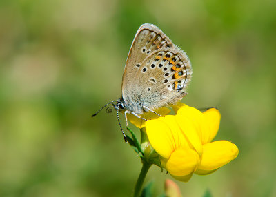 Vals Heideblauwtje - Idas Blue