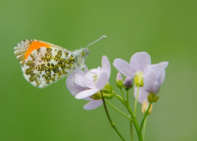 Oranjetipje - Orange Tip