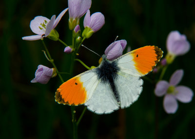 Oranjetipje - Orange Tip