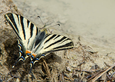 Koningspage - Scarce Swallowtail