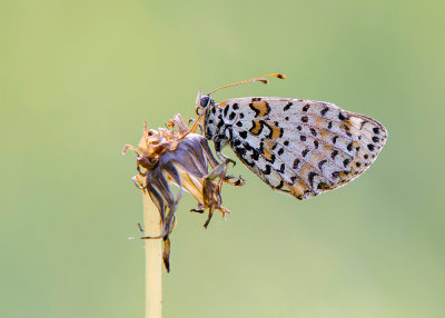 Tweekleurige Parelmoervlinder - Spotted Fritillary