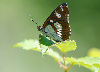 Blauwe IJsvogelvlinder - Southern White Admiral