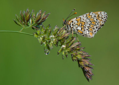 Veldparelmoervlinder - Glanville Fritillary