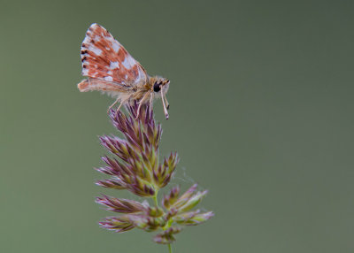 Kalkgraslanddikkopje - Red-underwing Skipper