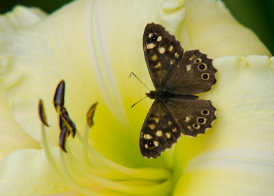 Bont Zandoogje - Speckled Wood