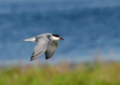 Witwangstern - Whiskered Tern