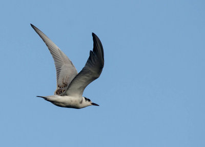Witwangstern - Whiskered Tern