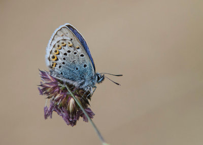 Vals Heideblauwtje - Idas Blue