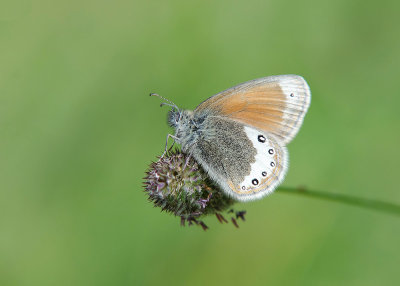 Alpenhooibeestje - Alpine Heath