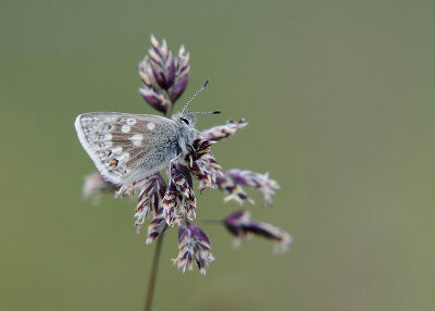 Noordelijk Manschildblauwtje - Glandon Blue