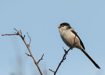 Staartmees - Long-tailed Tit