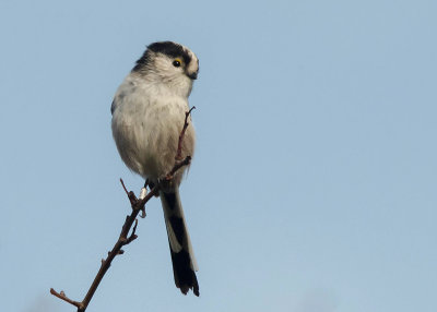 Staartmees - Long-tailed Tit