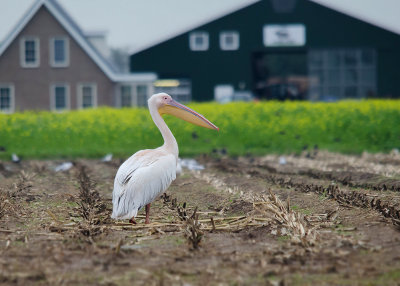 Roze Pelilaan - Great White Pelican