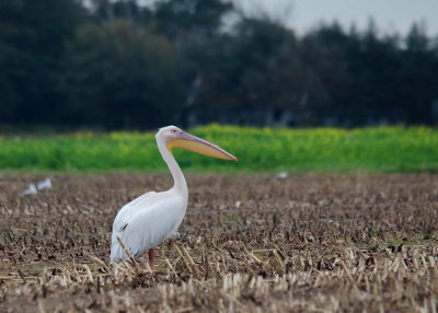 Roze Pelilaan - Great White Pelican