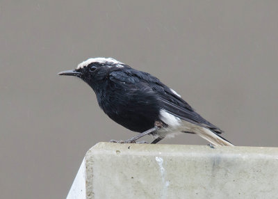 Wtkruintapuit - White-crowned Wheatear