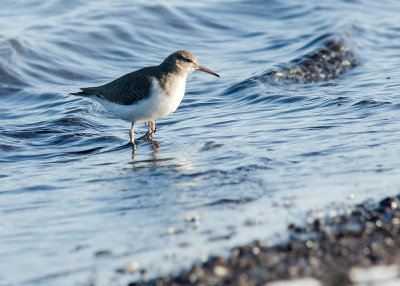 Amerikaanse Oeverloper - Spotted Sandpiper