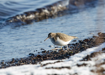 Amerikaanse Oeverloper - Spotted Sandpiper