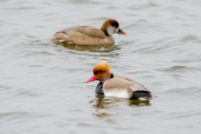 Krooneend - Red-crested Pochard