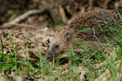 Egel - Hedgehog