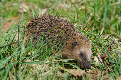 Egel - Hedgehog