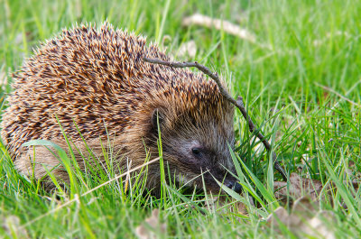 Egel - Hedgehog