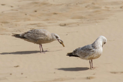 Thayers Meeuw - Thayer's Gull