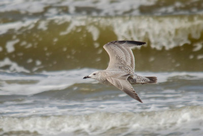 Thayers Meeuw - Thayer's Gull