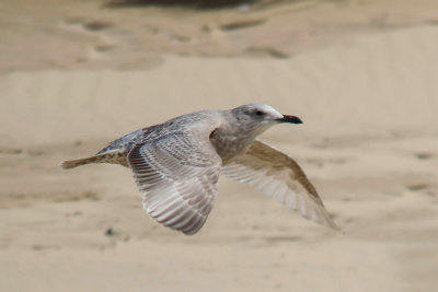 Thayers Meeuw - Thayer's Gull