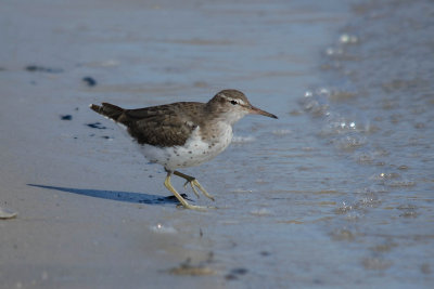 Amerikaanse Oeverloper - Spotted Sandpiper