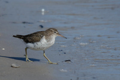 Amerikaanse Oeverloper - Spotted Sandpiper