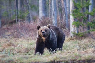 Bruine Beer - Brown Bear