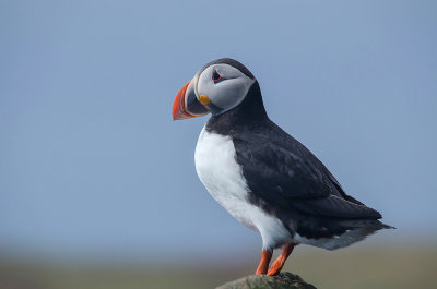 Papegaaiduiker - Puffin