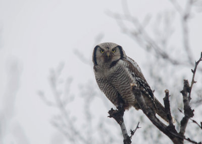 Sperweruil - Norhern Hawk Owl
