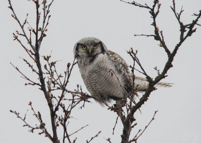 Sperweruil - Norhern Hawk Owl